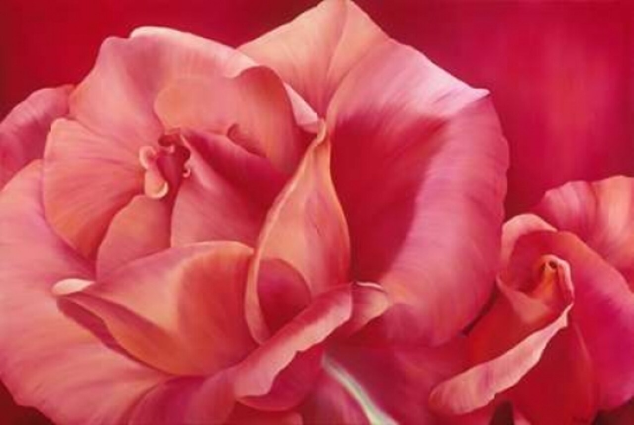 Pink Rose I Poster Print by Yvonne Poelstra-Holzhaus - Item # VARPDXGA0100045